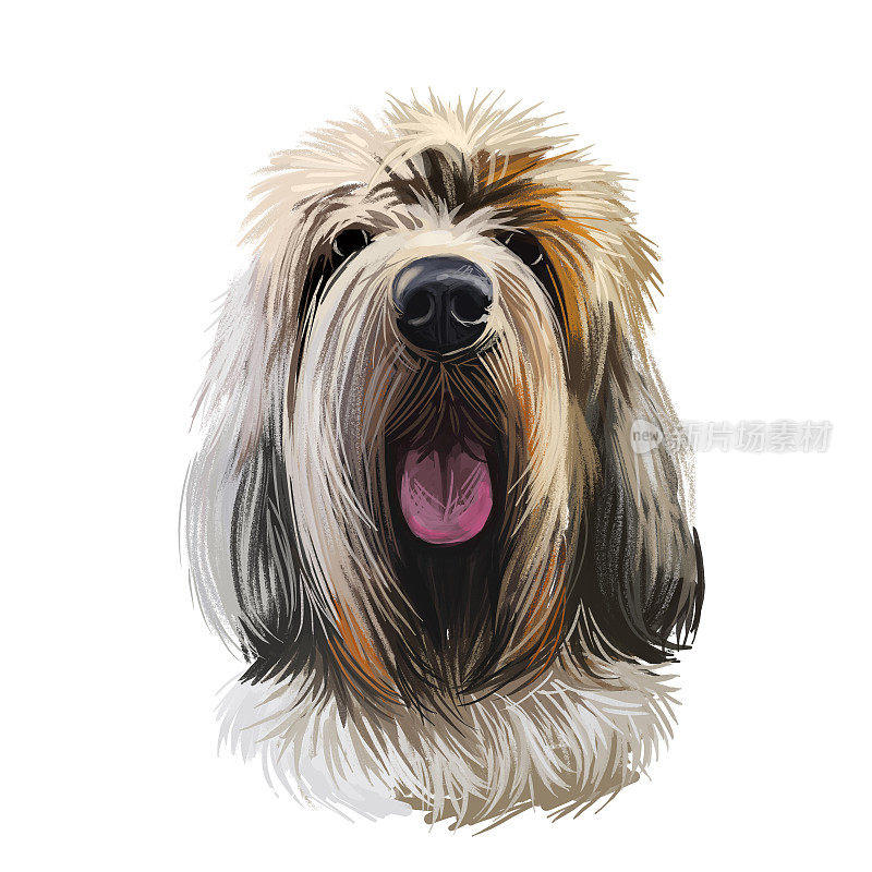 Grand Griffon Vend en，大型Vend en Griffon狗数字艺术插图孤立在白色背景。法国原籍猎犬。宠物手绘肖像。图形剪辑艺术设计的网页，打印。